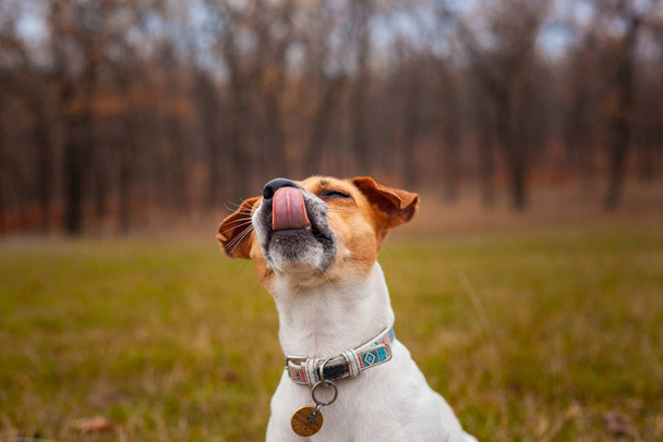 Dog breed Jack Russell Terrier sits in a clearing in the park and shows tongue - Фото, изображение