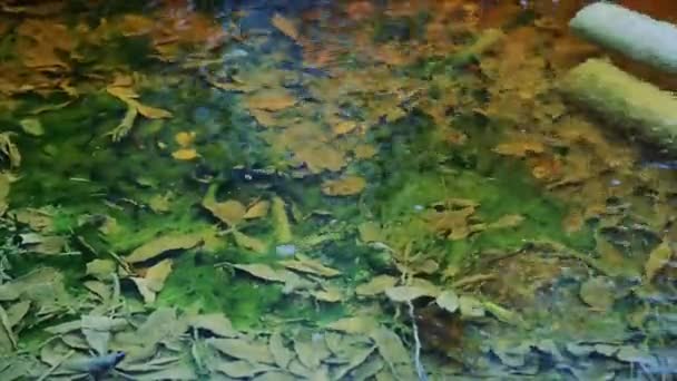Flujos de agua pura y clara en el arroyo
 - Imágenes, Vídeo