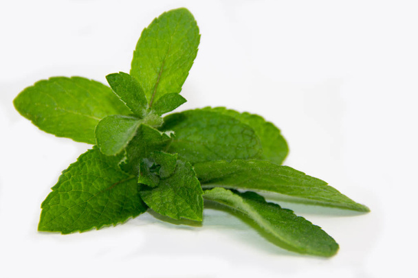 mint leaves on a white background - Photo, Image