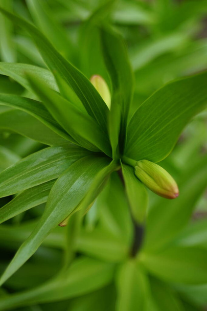 Flor de lirio de brote cerrado con hojas exuberantes crecen en la vanguardia de primavera
 - Foto, imagen