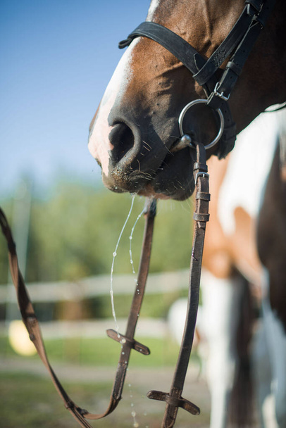 A beautiful, well-groomed horse on a farm. Ranch. Farmer. Cowboy. - Foto, imagen