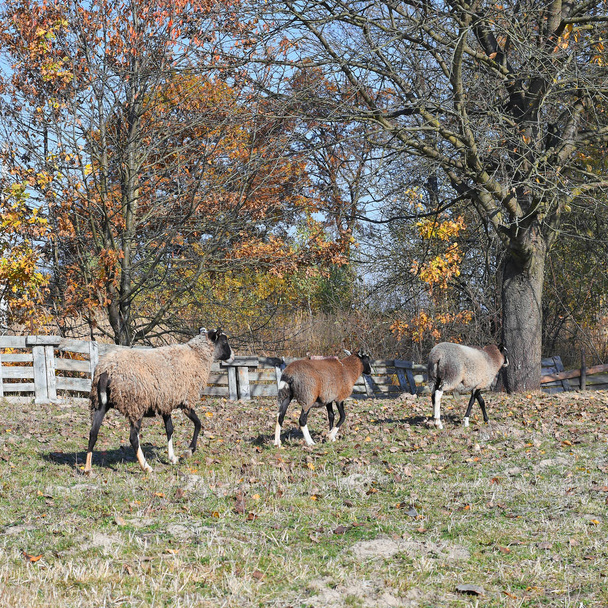 Sheep on a pasture in the autumn landscape. - Photo, Image
