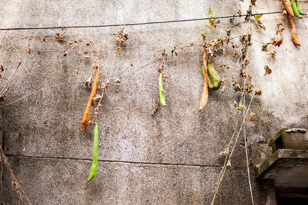 Cetrioli di bur che crescono sulla parete
 - Foto, immagini