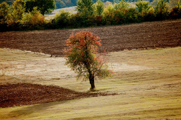 Червоні осінні дерева
 - Фото, зображення