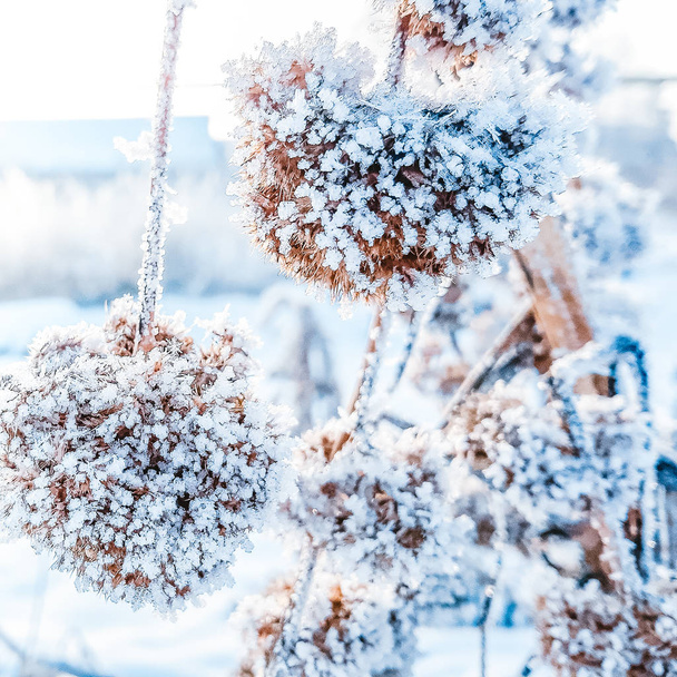 Όμορφα κατεψυγμένα φυτά στο χιόνι σε ελαφρύ φόντο.  - Φωτογραφία, εικόνα