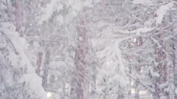 Zware sneeuwstorm blaast sneeuw op takken en bomen in de winter.  - Video