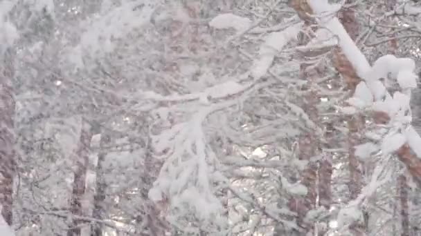 Zware sneeuwstorm blaast sneeuw op takken en bomen in de winter.  - Video