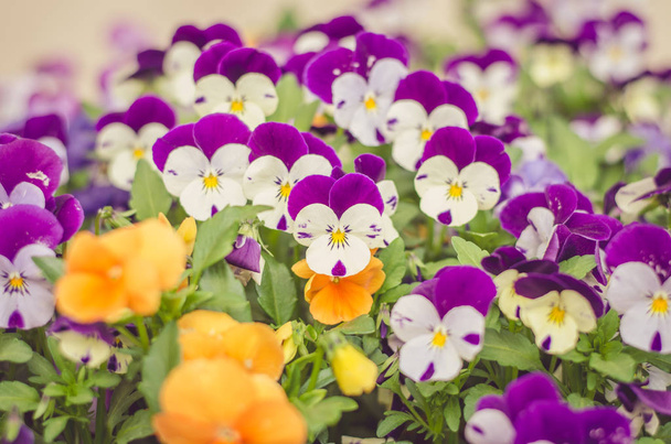 beautiful viola flowers - Photo, Image