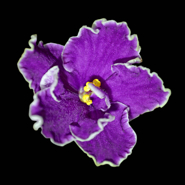 Hermosa flor violeta púrpura aislada sobre un fondo negro
 - Foto, imagen