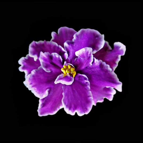 Gyönyörű lila ibolya virág elszigetelt egy fekete háttér - Fotó, kép