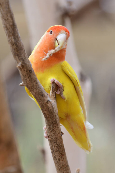 ルティノ桃の顔の愛の鳥(agapornis rosiecollis)) - 写真・画像