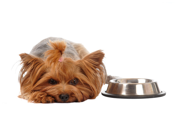 Hungry yorkshire terrier portrait - Fotó, kép