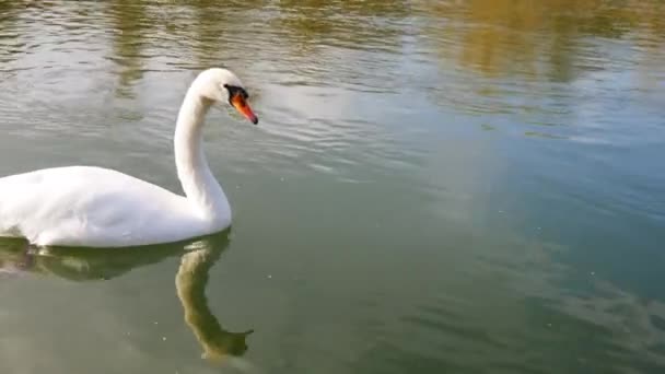 Een witte zwaan in een watergolf met zijn staart. - Video