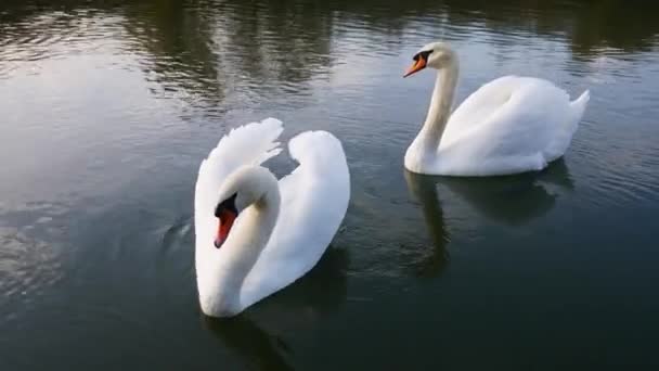 Twee witte zwanen op een water. - Video