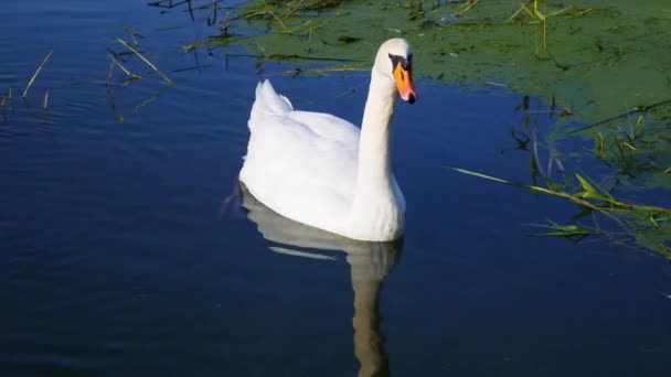 Een mooie witte zwaan op een blauw wateroppervlak. Zwaan drinkt water. - Video