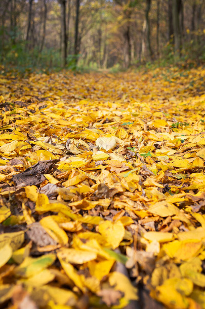 Beau paysage ensoleillé d'automne et feuilles rouges sèches tombées
 - Photo, image