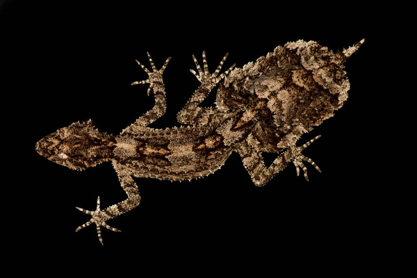 Gecko (Saltuarius salebrosus) με ουρά φύλλων του κεντρικού Queensland) - Φωτογραφία, εικόνα