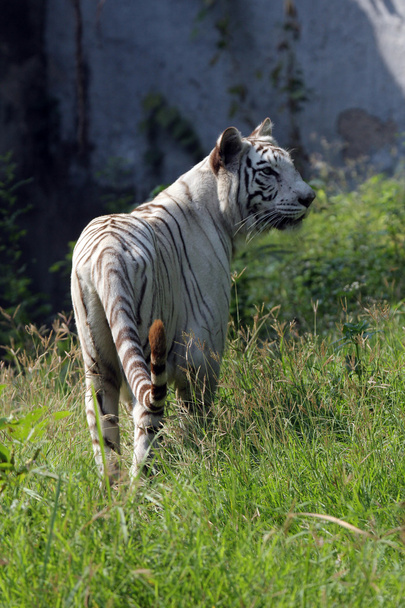 Tigre de Bengala Branco - Foto, Imagem
