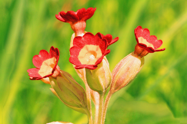 Vértes virágzó piros és sárga cowslip - Fotó, kép