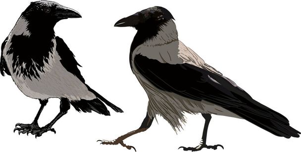 two dark ravens - Vector, Image