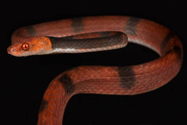 Vörös szőlő kígyó (Siphlophis compressus)) - Fotó, kép