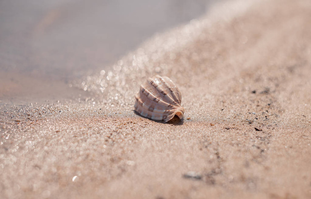 Seashell on the sandy shore. Bokeh. Beach - 写真・画像