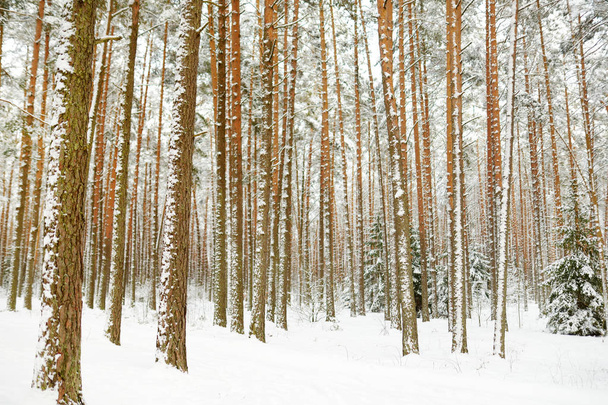 Belle vue sur la forêt enneigée. Glace rime et gelée blanche recouvrant les arbres. Journée froide d'hiver. Paysage hivernal près de Vilnius, Lituanie
. - Photo, image