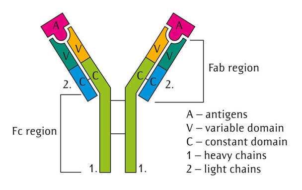 anticorps
 - Vecteur, image