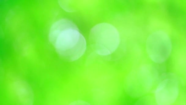 puro verde sfocatura sfondo astratto foglie colorate albero dei fiori in giardino
 - Filmati, video