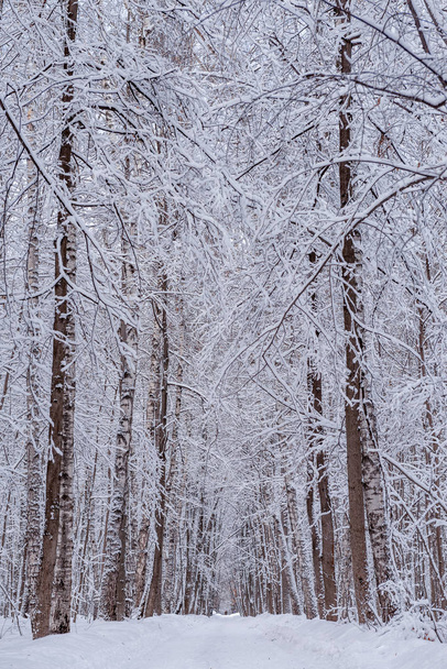 Winter alley in the forest. Snowy landscape and cold - Fotoğraf, Görsel