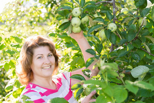 The woman in the apple orchard - Foto, Imagen