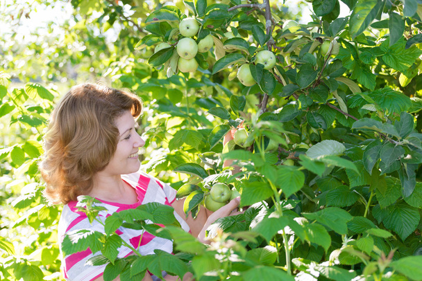 The woman in the apple orchard - Φωτογραφία, εικόνα
