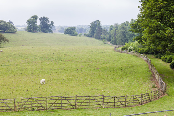 paisagem com ovelhas, Stowe, Buckinghamshire, Inglaterra
 - Foto, Imagem
