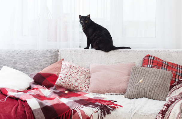 black cat on sofa with pillows and plaids  - Foto, Bild