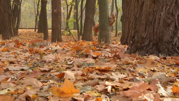 ardilla desciende de un árbol en el parque de otoño
 - Metraje, vídeo