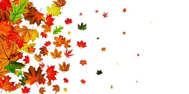シームレスに秋の葉は孤立します。11月下落パターンの背景。季節のコンセプト - 写真・画像