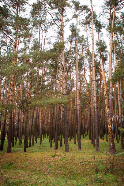 beautiful dense pine forest in autumn - Foto, imagen