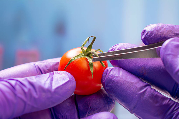 Biólogo examinando tomate cherry para pesticidas
 - Foto, Imagen
