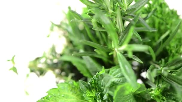 Fresh Herbs rotating - Video