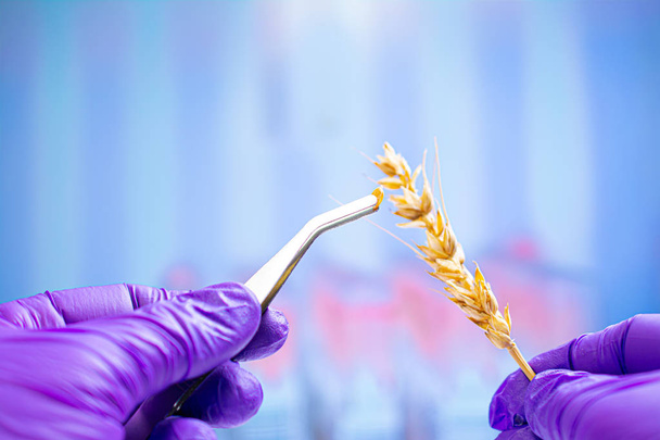 Επαγγελματίας επιστήμονας με γάντια που εξετάζουν αυτιά σιταριού - Φωτογραφία, εικόνα