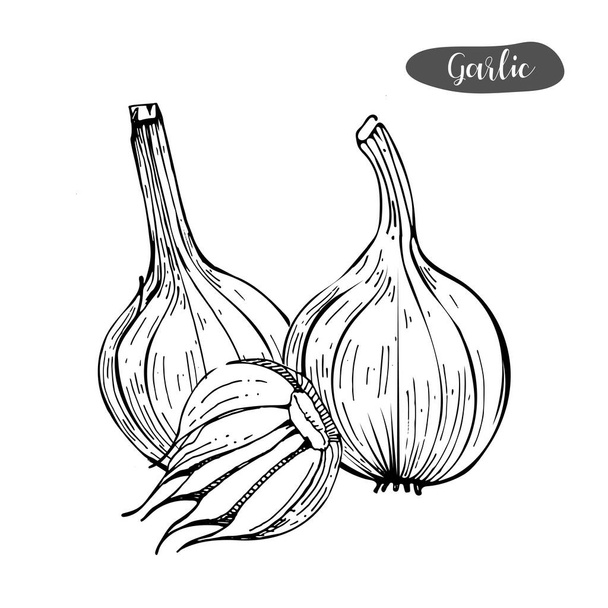 Garlic hand drawn vector illustration.Detailed retro style sketch.Kitchen herbal spice and food ingredient.Garlic, isolated spice object. - Vector, afbeelding