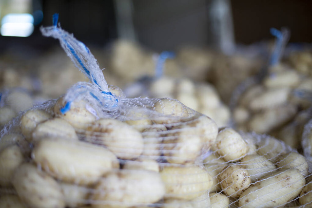 Freshly harvested and washed potatoes in net bags. Potatoes storage.  - Photo, image