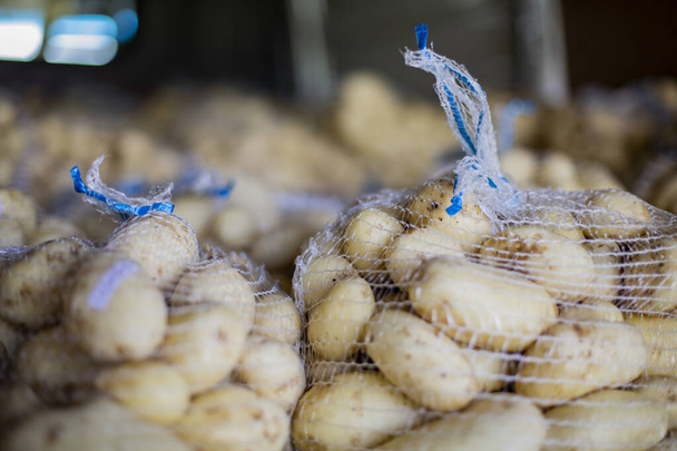 Potatoes storage. Freshly harvested and washed potatoes in net bags. - Fotó, kép