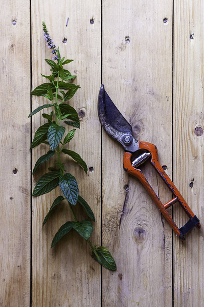 Zahradnické nůžky vedle zelených listů na dřevěném stole. Rustikální fotografie - Fotografie, Obrázek