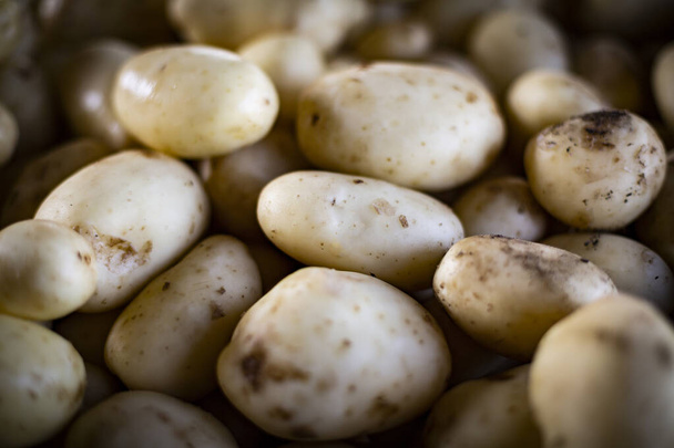 Potatoes. Freshly harvested and washed vegetables. Harvest time. - Foto, Imagem