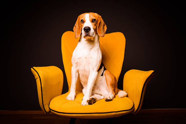 A beagle dog sits on a yellow chair in front of a black background. Cute dog on furniture. - Фото, изображение