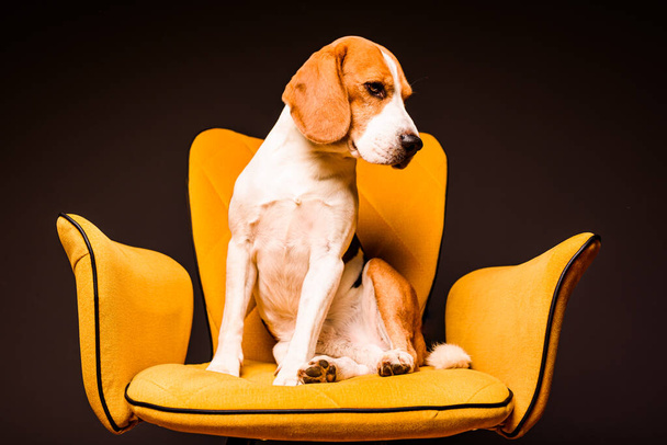 Pies gończy siedzi na żółtym krześle przed czarnym tłem. Cute pies na meblach. - Zdjęcie, obraz