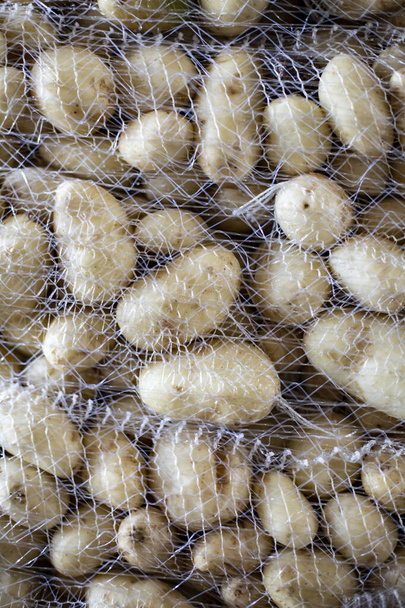 Potatoes storage. Freshly harvested and washed potatoes in big net bags. - Foto, Imagem