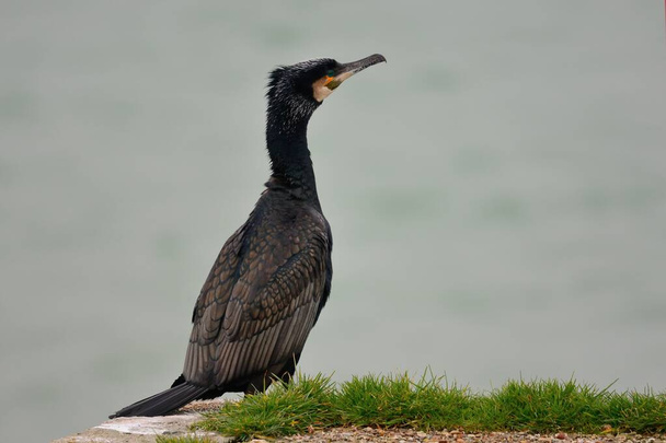 Great cormorant (phalacrocorax carbo) - Photo, Image