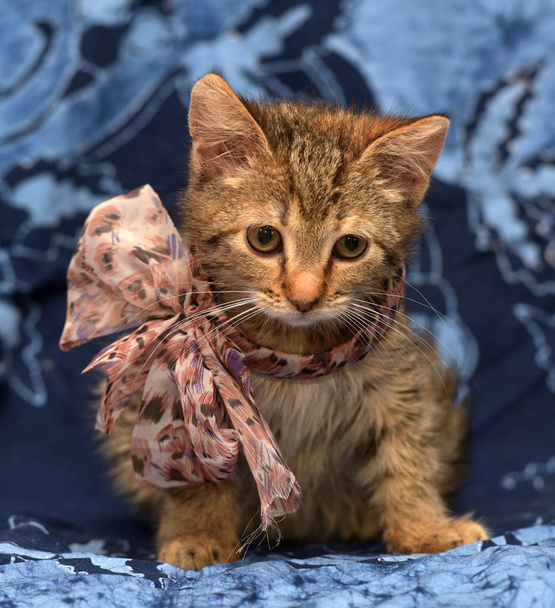striped kitten with a bow - Fotó, kép
